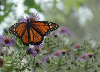 Monarch butterfly and light purple cone flowers