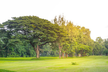 Golf-course landscape in Norhtern Thailand, vintae warm light, nature concept, green field with beautiful tree