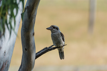 Kookaburra