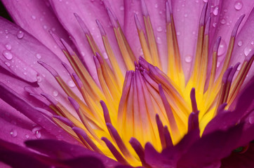 Take close-up pictures of lotus flowers in bright colors and see beautiful petals arranged naturally.