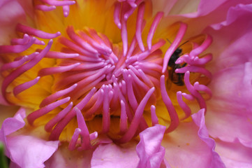 Take close-up pictures of lotus flowers in bright colors and see beautiful petals arranged naturally.