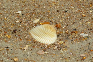 Seashells on the beach in Atlantic coast of North Florida