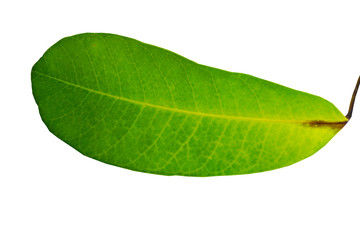 Fototapeta na wymiar Green Leaves Isolated on white background
