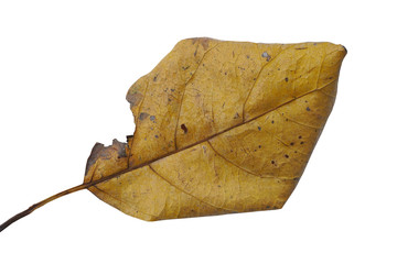 Fototapeta premium Brown dry leaf Isolated on white background