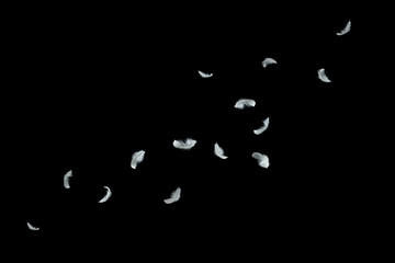 abstract, soft white feather floating in the air, black background