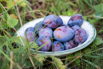 Newly picked purple plums collected in a bowl in green grass in garden.