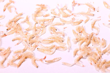 一面の干しえび