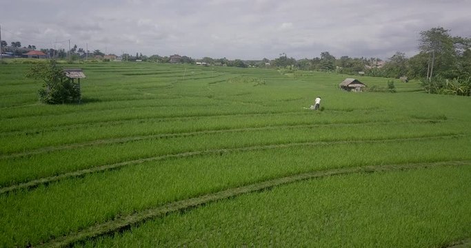 Aerial Drone View of Bali rice fields and patties in 4k on a bright sunny day in Indonesia. Views include Kerobokan, Ubud, Canggu, Seminyak and Tegalalang.