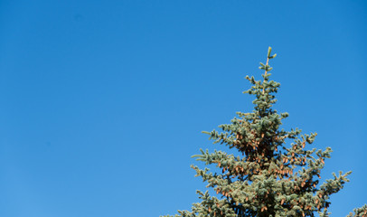 Single pine tree on blue day