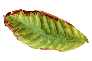 green leaf tropical isolated on white background