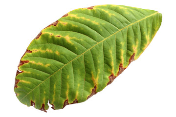 green leaf tropical isolated on white background