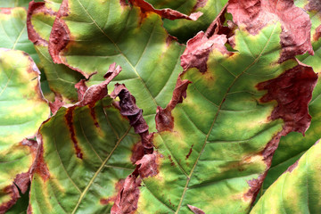 Green and dry leaf texture background, Natural texture background