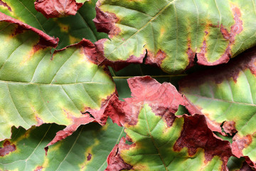 Green and dry leaf texture background, Natural texture background