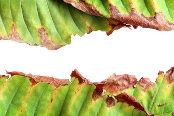 Green and dry leaf frame texture background, Natural background