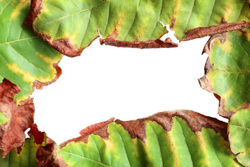 Green and dry leaf frame texture background, Natural background