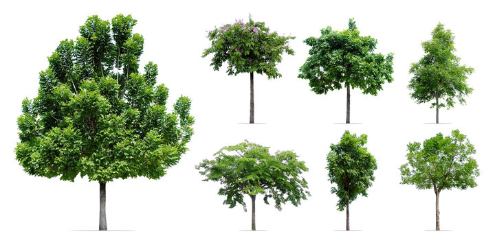 trees collection isolated on white background
