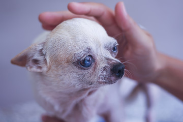 Old white chihuahua dog and ownner  hand with love touching