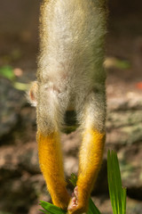 Squirrel monkey (Saimiri sciureus) nipping off some leaves from the above.