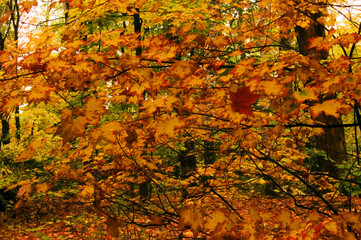 Fall's forest in Killarney Provincial Park..