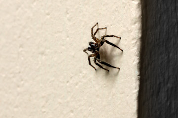 small jumping spider on the wall background