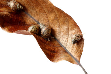 Small snail on dry leaves on white