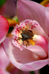 シンビジウムのピンクの花とカメムシ