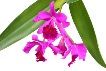 purple orchid flower isolated on white background