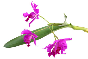 purple orchid flower isolated on white background