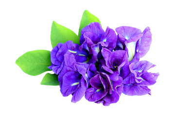 Butterfly pea flower isolated on white background