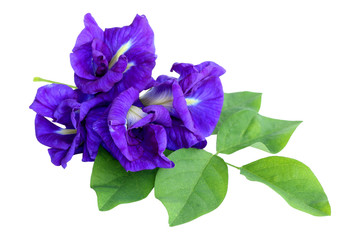 Butterfly pea flower isolated on white background