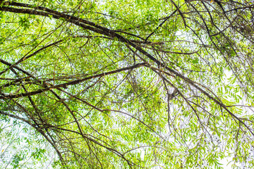 Green leaf texture. Leaf texture background