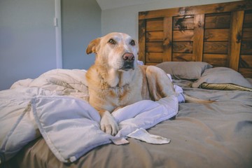 Yellow Lab In Bed