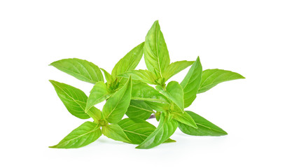 Fresh basil leaf isolated on white background.