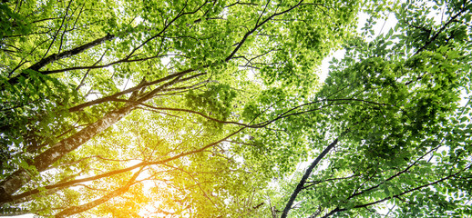 Fototapeta premium Autumn maple leaf nature fresh background