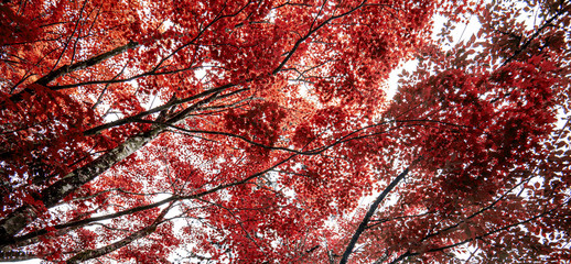 Autumn maple leaf  nature fresh background