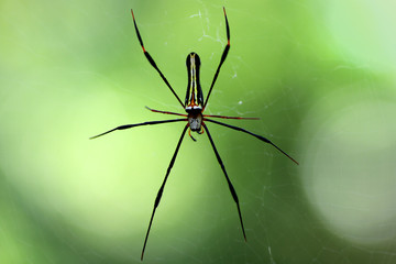 Spider on cobweb in the garden background