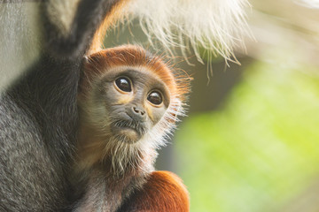 Closeup child Red-shanked Douc Langur (Pygathrix nemaeus) looking away.