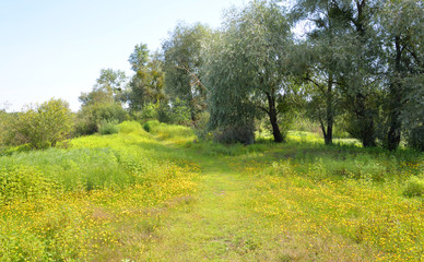 Rural landscape in Belarusian Polesie.