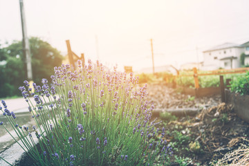 bunch of lavender flower blooming in winter season