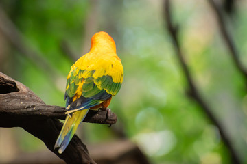 Beautiful parrot, Sun Conure on tree branch