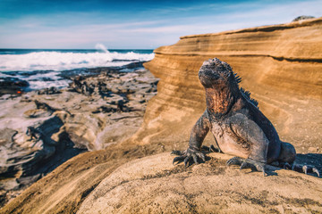 Galapagos Islands Marine Iguana - Iguanas warming in the sun on volcanic rocks on Puerto Egas (Egas...