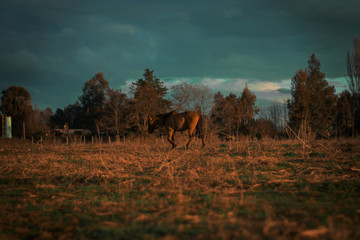 Caballo en el campo