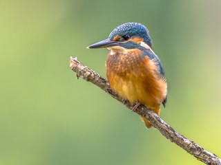 European Kingfisher perched on stick