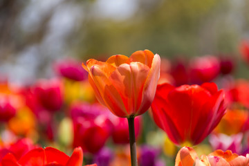 木曽三川公園のチューリップ／岐阜県海津市