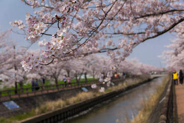 桜ネックレス／愛知県稲沢市