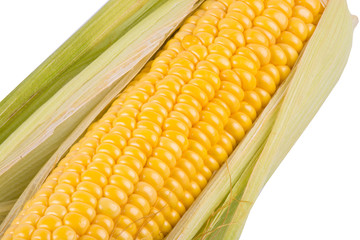 Corn cob isolated on white