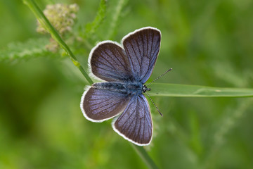macro of a common blue butterfly on a grass leaf in mountain meadow during summerin the alps