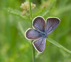 macro of a common blue butterfly on a grass leaf in mountain meadow during summer in the alps