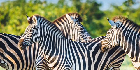Fototapeta na wymiar Three Common Zebra grooming in bright colors