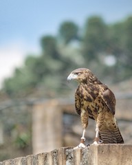 ave de rapina falcão caçando esperando no muro sua presa com fundo desfocado 